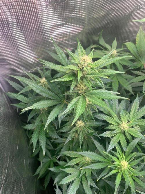 2Fast4Buds Mix Pack Auto. Week 5