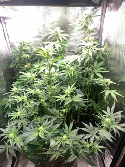 2Fast4Buds Mix Pack Auto. Week 5