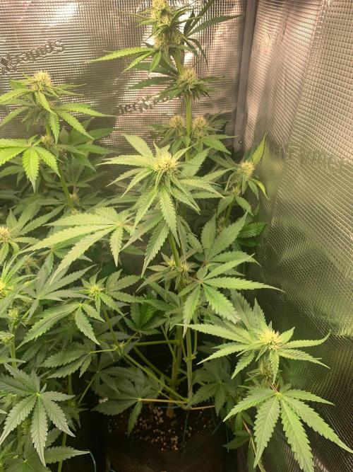 2Fast4Buds Mix Pack Auto. Week 5