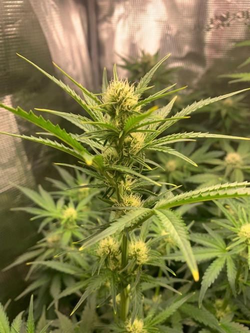 2Fast4Buds Mix Pack Auto. Week 5