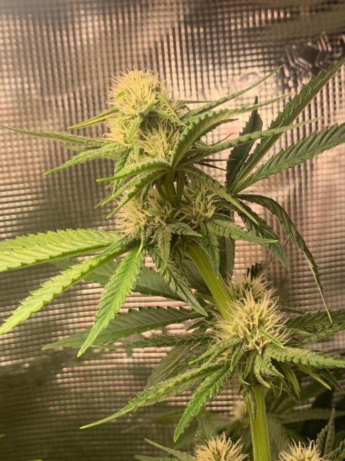 2Fast4Buds Mix Pack Auto. Week 5
