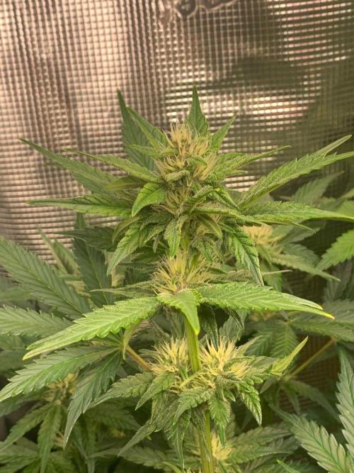 2Fast4Buds Mix Pack Auto. Week 5