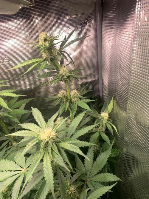 2Fast4Buds Mix Pack Auto. Week 5