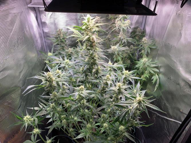 2Fast4Buds Mix Pack Auto. Week 6