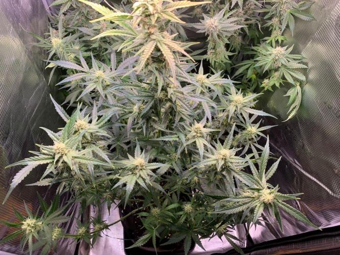 2Fast4Buds Mix Pack Auto. Week 6