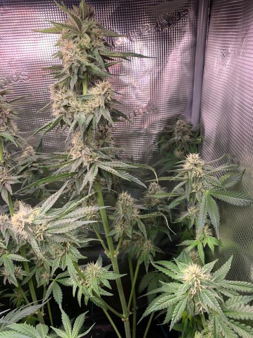 2Fast4Buds Mix Pack Auto. Week 6