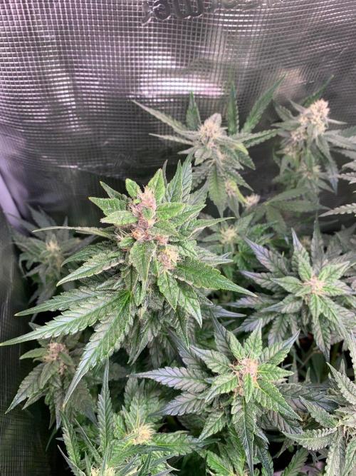 2Fast4Buds Mix Pack Auto. Week 6