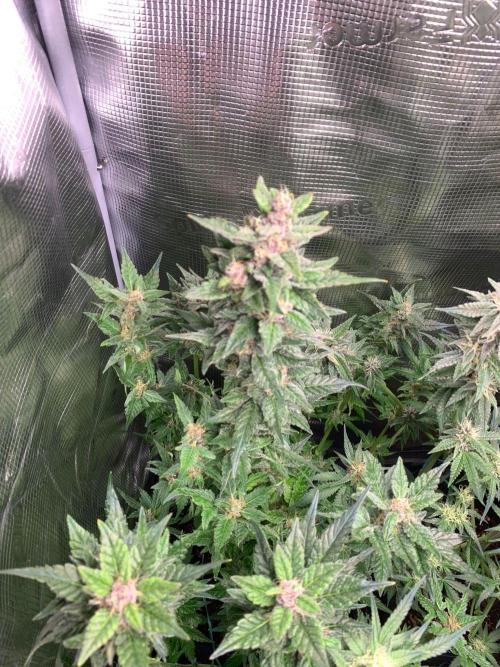 2Fast4Buds Mix Pack Auto. Week 7