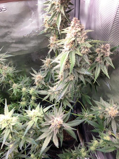 2Fast4Buds Mix Pack Auto. Week 7