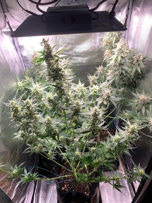 2Fast4Buds Mix Pack Auto. Week 7