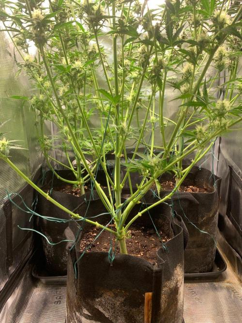 2Fast4Buds Mix Pack Auto. Week 7