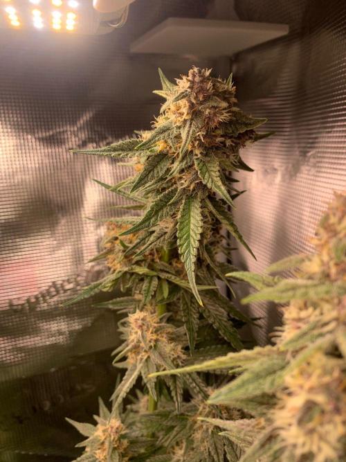 2Fast4Buds Mix Pack Auto. Week 7 - the (almost) headless horseman