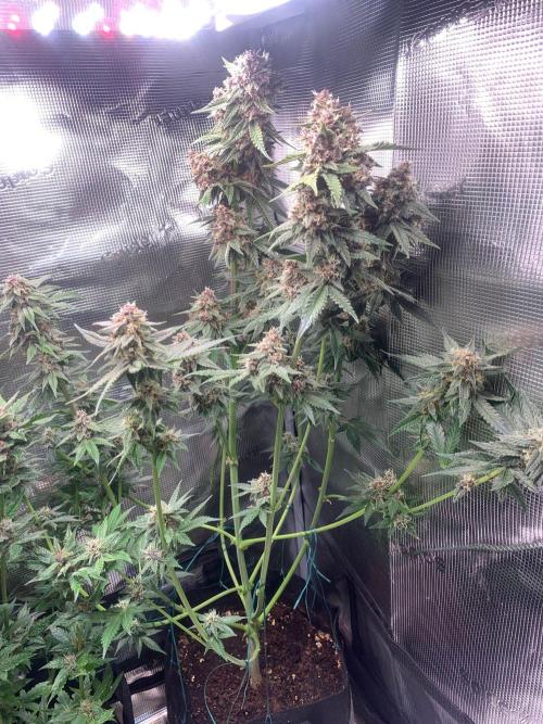 2Fast4Buds Mix Pack Auto. Week 8