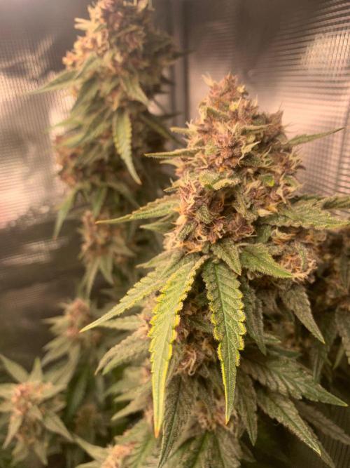 2Fast4Buds Mix Pack Auto. Week 8