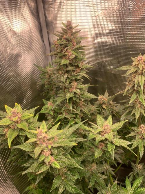2Fast4Buds Mix Pack Auto. Week 8