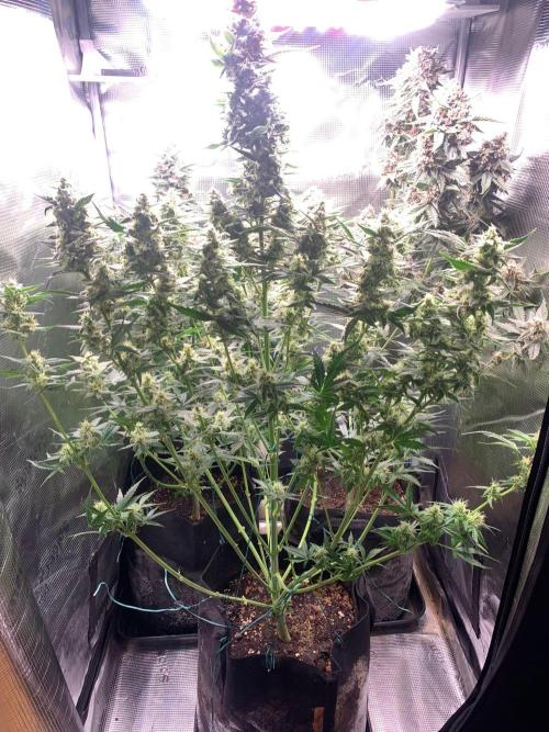 2Fast4Buds Mix Pack Auto. Week 8