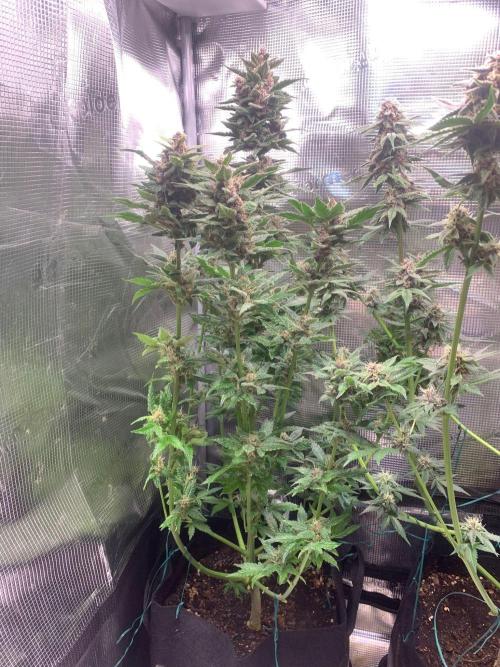 2Fast4Buds Mix Pack Auto. Week 8