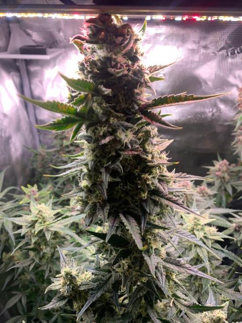 2Fast4Buds Mix Pack Auto. Week 8