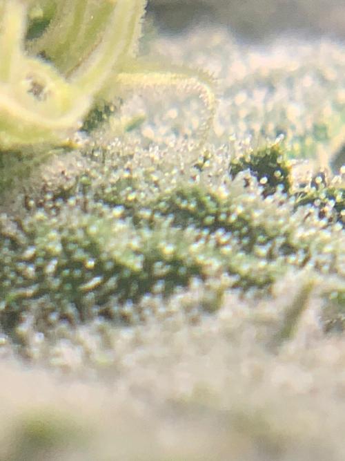 2Fast4Buds Mix Pack Auto. Week 8