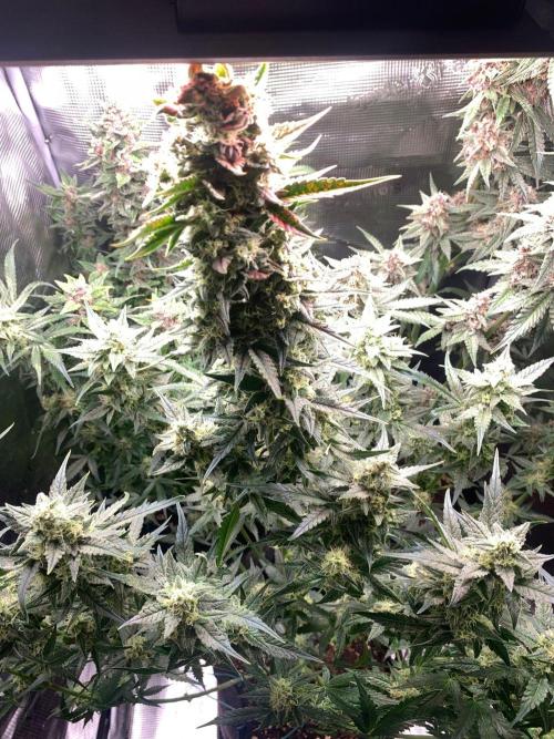 2Fast4Buds Mix Pack Auto. Week 8