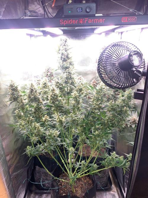 2Fast4Buds Mix Pack Auto. Week 9