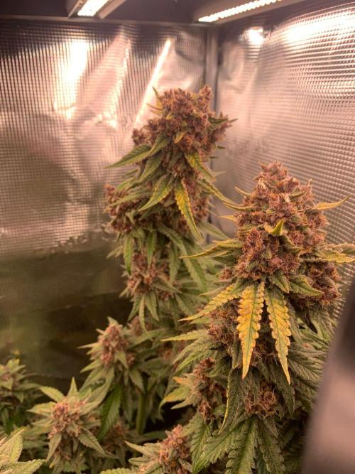 2Fast4Buds Mix Pack Auto. Week 9