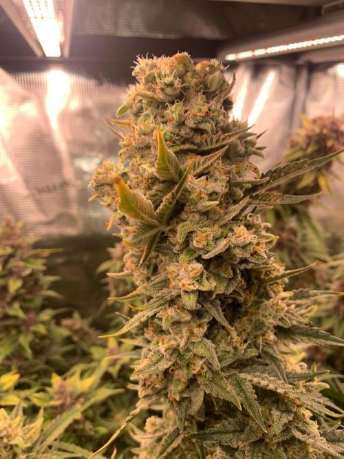 2Fast4Buds Mix Pack Auto. Week 9