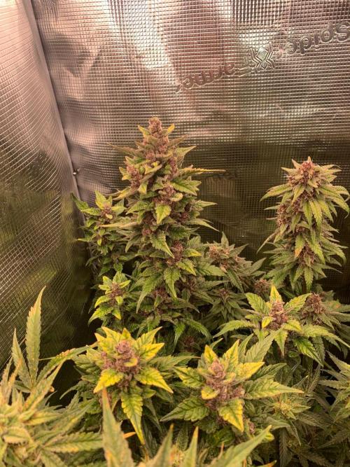 2Fast4Buds Mix Pack Auto. Week 9
