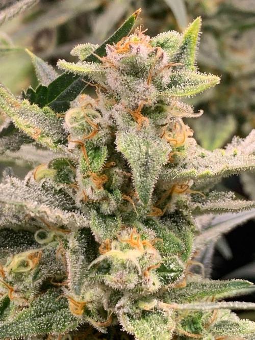 2Fast4Buds Mix Pack Auto. Week 9