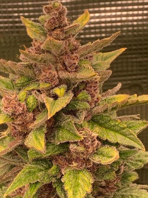 2Fast4Buds Mix Pack Auto. Week 9