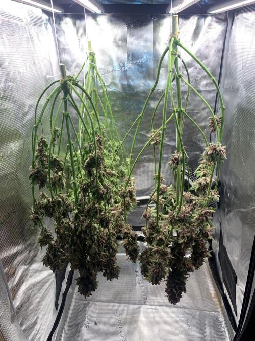 2Fast4Buds Mix Pack Auto. Week 10