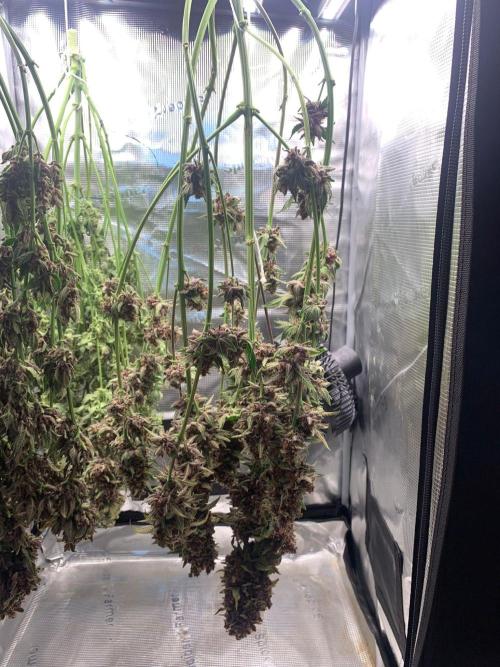 2Fast4Buds Mix Pack Auto. Week 10