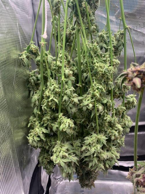 2Fast4Buds Mix Pack Auto. Week 10