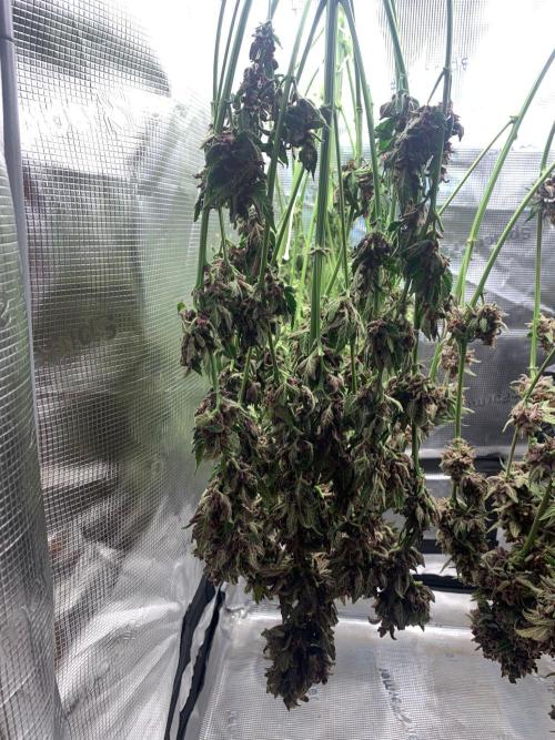 2Fast4Buds Mix Pack Auto. Week 10