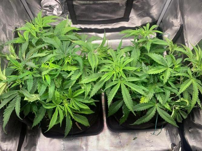Mexican Candy. Week 5