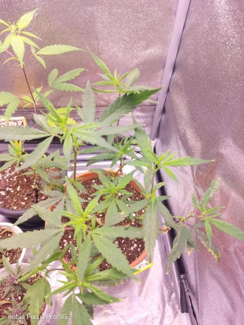 Red hot Cookies. Week 1