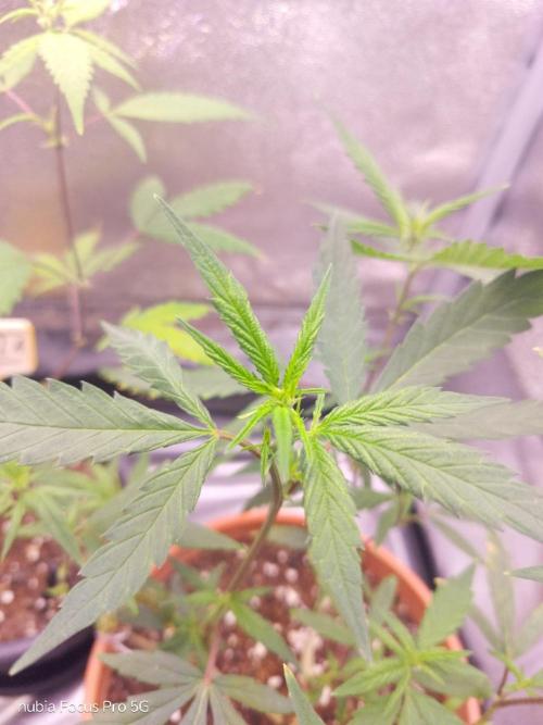 Red hot Cookies. Week 1