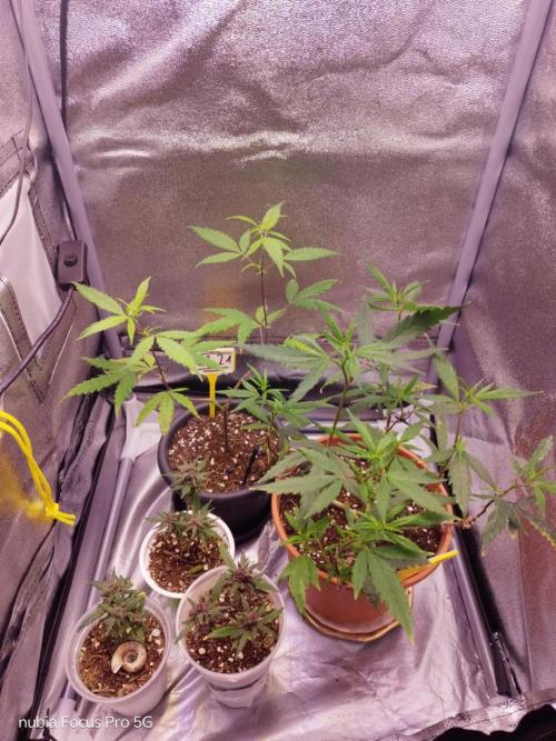 Red hot Cookies. Week 1