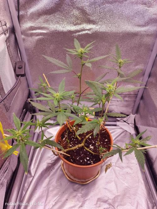 Red hot Cookies. Week 2