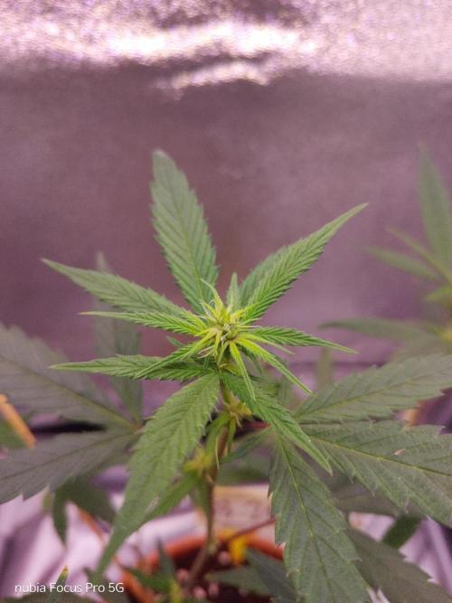 Red hot Cookies. Week 2