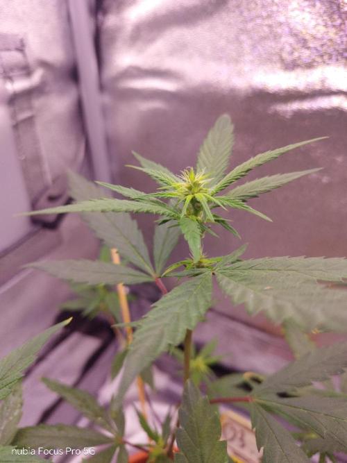 Red hot Cookies. Week 2
