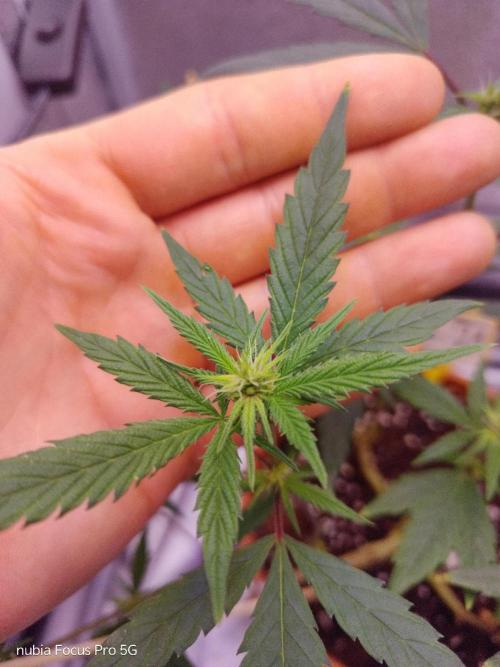 Red hot Cookies. Week 2