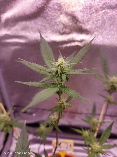 Red hot Cookies. Week 3