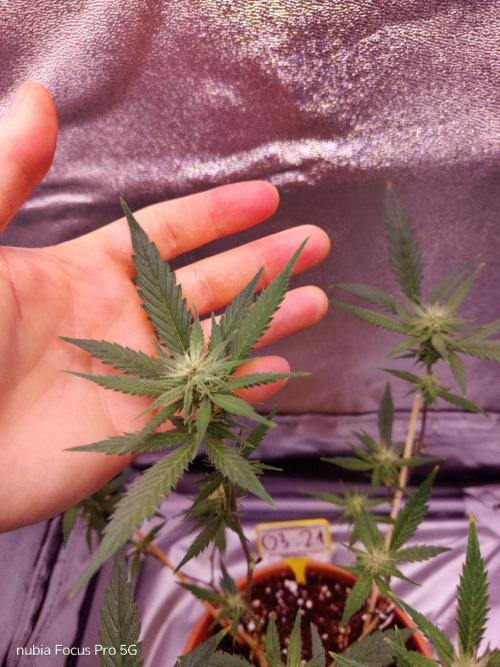 Red hot Cookies. Week 3