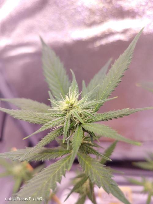 Red hot Cookies. Week 3