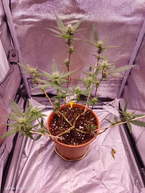 Red hot Cookies. Week 3