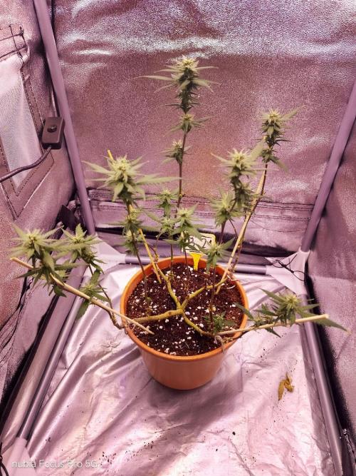 Red hot Cookies. Week 4