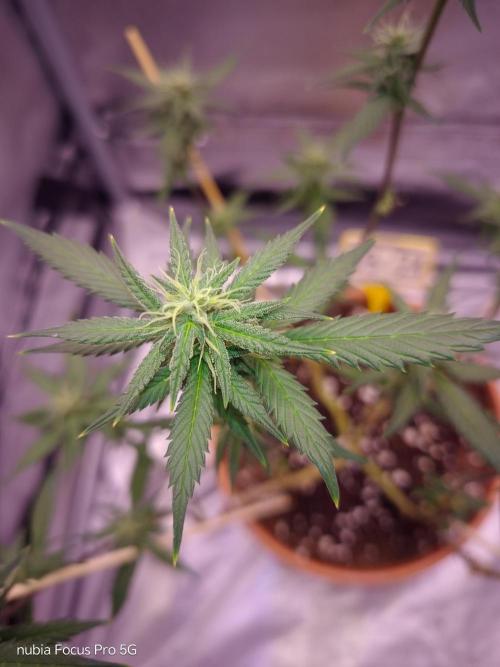 Red hot Cookies. Week 4