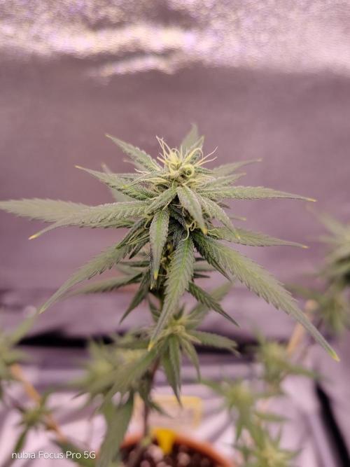 Red hot Cookies. Week 4