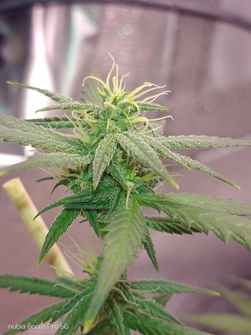 Red hot Cookies. Week 4